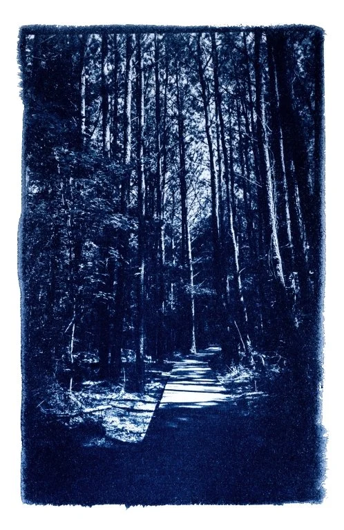 MAC Art Show: Wanderings in Prussian Blue by Amelia Cain — Media